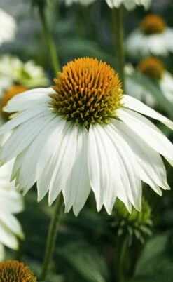 PowWow White Coneflower (Echinacea) - 1 Gallon Pot -Wilson Bros Gardens Shop echinacea powwow white coneflower 5