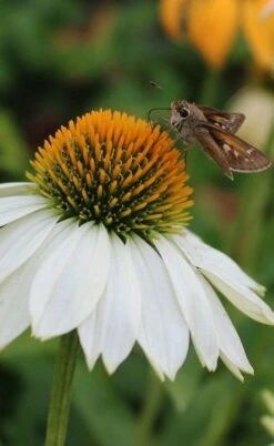 PowWow White Coneflower (Echinacea) - 1 Gallon Pot -Wilson Bros Gardens Shop echinacea powwow white coneflower 6
