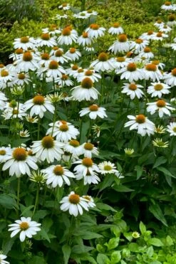 PowWow White Coneflower (Echinacea) - 1 Gallon Pot -Wilson Bros Gardens Shop echinacea powwow white coneflower 9