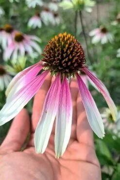 Pretty Parasols Coneflower (Echinacea) - 1 Gallon Pot -Wilson Bros Gardens Shop echinacea pretty parasols coneflower 12