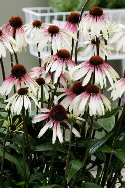 Pretty Parasols Coneflower (Echinacea) - 1 Gallon Pot -Wilson Bros Gardens Shop echinacea pretty parasols coneflower 3