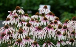 Pretty Parasols Coneflower (Echinacea) - 1 Gallon Pot -Wilson Bros Gardens Shop echinacea pretty parasols coneflower 9