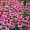 Kim's Knee High Coneflower (Echinacea) - 1 Gallon Pot