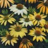Mellow Yellows Coneflower (Echinacea) - 5 Pack Of Quart Pots