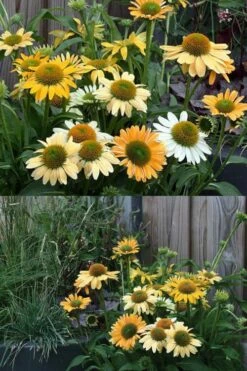 Mellow Yellows Coneflower (Echinacea) - 5 Pack Of Quart Pots -Wilson Bros Gardens Shop echinacea purpurea mellow yellows coneflower 4