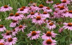 Prairie Splendor Coneflower (Echinacea) - 5 Pack Of Quart Pots -Wilson Bros Gardens Shop echinacea purpurea prairie splender coneflower 3