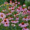 Purple Coneflower (Echinacea) - 1 Gallon Pot