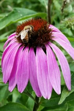 Purple Coneflower (Echinacea) - 6 Pack Of 1 Gallon Pots -Wilson Bros Gardens Shop echinacea purpurea purple coneflower 27