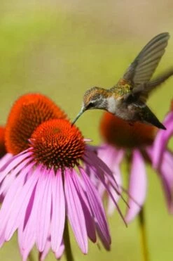 Purple Coneflower (Echinacea) - 8 Pack Of 1 Gallon Pots -Wilson Bros Gardens Shop echinacea purpurea purple coneflower 28 2
