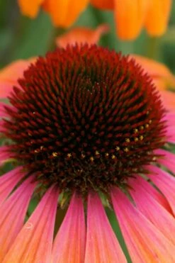 Rainbow Marcella Coneflower - 1 Gallon Pot -Wilson Bros Gardens Shop echinacea purpurea rainbow marcella coneflower 1