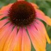 Rainbow Marcella Coneflower - 1 Gallon Pot