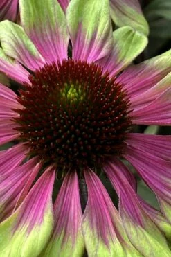 Sweet Sandia Coneflower (Echinacea) - 1 Gallon Pot 9 Sweet Sandia Coneflower (Echinacea) - 1 Gallon Pot -Wilson Bros Gardens Shop echinacea purpurea sweet sandia coneflower 1