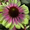Sweet Sandia Coneflower (Echinacea) - 1 Gallon Pot