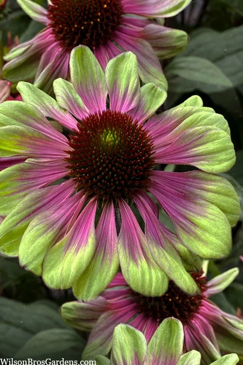 Sweet Sandia Coneflower (Echinacea) - 1 Gallon Pot 1 Sweet Sandia Coneflower (Echinacea) - 1 Gallon Pot