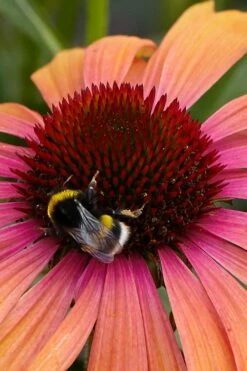 Rainbow Marcella Coneflower - 1 Gallon Pot -Wilson Bros Gardens Shop echinacea rainbow marcella coneflower 1