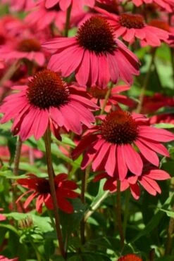 Sombrero Baja Burgundy Coneflower (Echinacea) - 6-Pack Of 1 Gallon Pots -Wilson Bros Gardens Shop echinacea sombrero baja burgundy coneflower 12 1