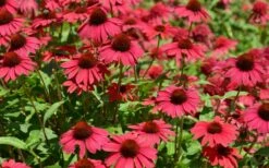 Sombrero Baja Burgundy Coneflower (Echinacea) - 6-Pack Of 1 Gallon Pots -Wilson Bros Gardens Shop echinacea sombrero baja burgundy coneflower 13 1