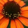 Tiki Torch Orange Coneflower (Echinacea) - 1 Gallon Pot