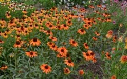 Tiki Torch Orange Coneflower (Echinacea) - 1 Gallon Pot -Wilson Bros Gardens Shop echinacea tiki torch coneflower 13