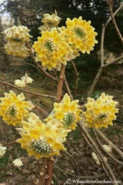 Edgeworthia Chrysantha Paper Bush - 7 Gallon Pot -Wilson Bros Gardens Shop edgeworthia chrysantha 200 2