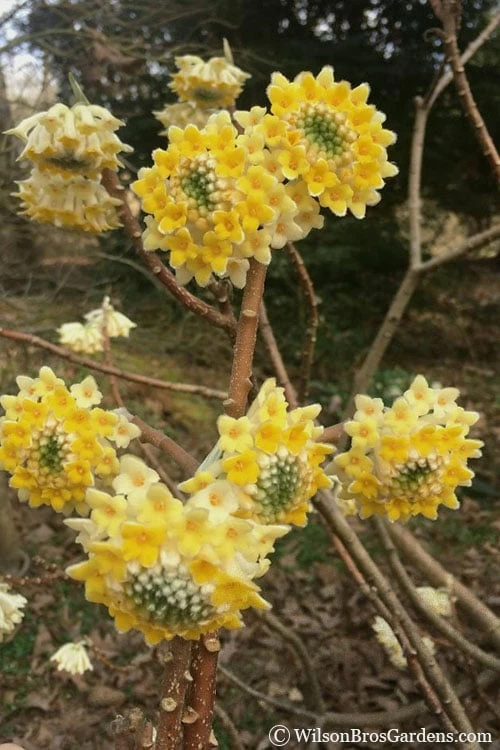 Edgeworthia Chrysantha - Paper Bush - 5 Gallon Pot 4 Edgeworthia Chrysantha - Paper Bush - 5 Gallon Pot - Image 4
