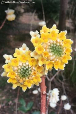 Edgeworthia Chrysantha - Paper Bush - 1 Gallon Pot -Wilson Bros Gardens Shop edgeworthia chrysantha 202