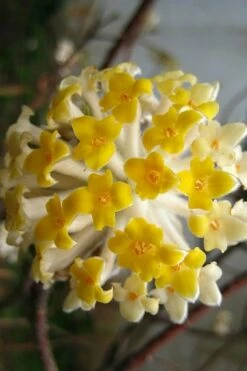 Snow Cream Edgeworthia Paper Bush - 5 Gallon -Wilson Bros Gardens Shop edgeworthia snow cream 10 1
