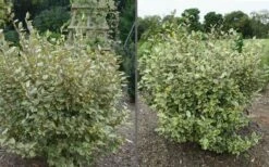 Olive Martini Elaeagnus - 1 Gallon Pot -Wilson Bros Gardens Shop elaeagnus olive martini 11 1
