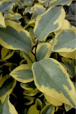 Olive Martini Elaeagnus - 1 Gallon Pot