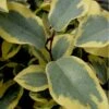 Olive Martini Elaeagnus - 3 Gallon Pot
