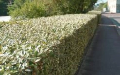 Olive Martini Elaeagnus - 3 Gallon Pot -Wilson Bros Gardens Shop elaeagnus olive martini 13 2