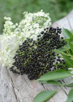Elderberry, Florida Native (Sambucus Canadensis) -Wilson Bros Gardens Shop elberberry and elderflower