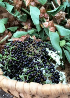 Elderberry, Florida Native (Sambucus Canadensis) -Wilson Bros Gardens Shop elberberry and elderflower with ashwaghanda
