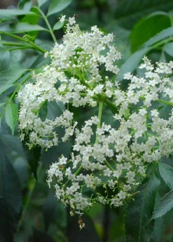 Elderberry, Florida Native (Sambucus Canadensis) -Wilson Bros Gardens Shop elderflower on theplant