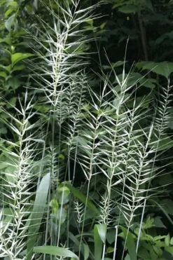 Bottle Brush Grass (Elymus Hystrix) - 1 Gallon Pot -Wilson Bros Gardens Shop elymus hystrix bottlebrush grass 3