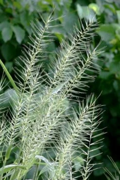 Bottle Brush Grass (Elymus Hystrix) - 1 Gallon Pot -Wilson Bros Gardens Shop elymus hystrix bottlebrush grass 5