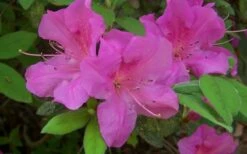 Autumn Amethyst Encore Azalea - 6 Pack Of 1 Gallon Pots -Wilson Bros Gardens Shop encore azalea amethyst