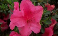 Autumn Carnival Encore Azalea - 1 Gallon Pot -Wilson Bros Gardens Shop encore azalea autumn carnival 2