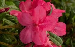 Autumn Jewel Encore Azalea - 2 Gallon Pot -Wilson Bros Gardens Shop encore azalea autumn jewel