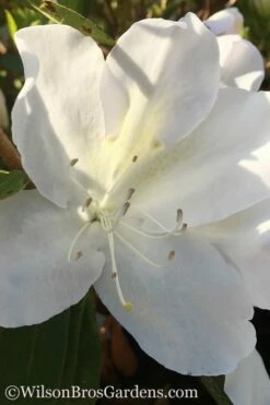 Autumn Lily Encore Azalea - 1 Gallon Pot