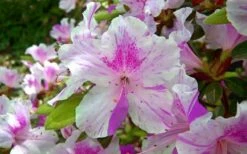 Autumn Twist Encore Azalea - 3 Gallon Pot -Wilson Bros Gardens Shop encore azalea autumn twist 2