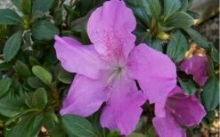 Autumn Lilac Encore Azalea - 1 Gallon Pot -Wilson Bros Gardens Shop encore azalea autumnlilac 3