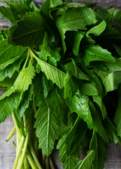 Epazote (Dysphania Ambrosioides)