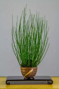 Dwarf Horsetail Reed Grass (Equisetum Scirpoides) - 1 Gallon Pot -Wilson Bros Gardens Shop equisetum scirpoides dwarf horsertail grass 2