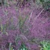 Purple Lovegrass (Eragrostis Spectabilis) - 1 Gallon Pot