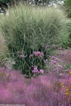 Purple Lovegrass (Eragrostis Spectabilis) - 1 Gallon Pot -Wilson Bros Gardens Shop eragrostis spectabilis purple lovegrass 6 3