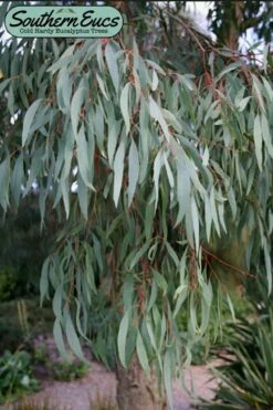 Angus Cold Hardy Eucalyptus Tree (Eucalyptus Nicholii) - Quart Pot 16 Angus Cold Hardy Eucalyptus Tree (Eucalyptus Nicholii) - Quart Pot -Wilson Bros Gardens Shop eucalyoptus nicholii angus 1 4