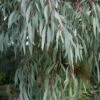 Angus Cold Hardy Eucalyptus Tree (Eucalyptus Nicholii) - 6 Pack Of 1 Gallon Pots