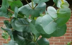 Big O Cold Hardy Eucalyptus Tree (Eucalyptus Neglecta) - 2 Gallon Pot -Wilson Bros Gardens Shop eucalyptus bigo leaves 3