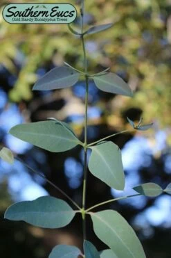 Grace Cold Hardy Eucalyptus Tree (Eucalyptus Elliptica) - 3 Gallon Pot